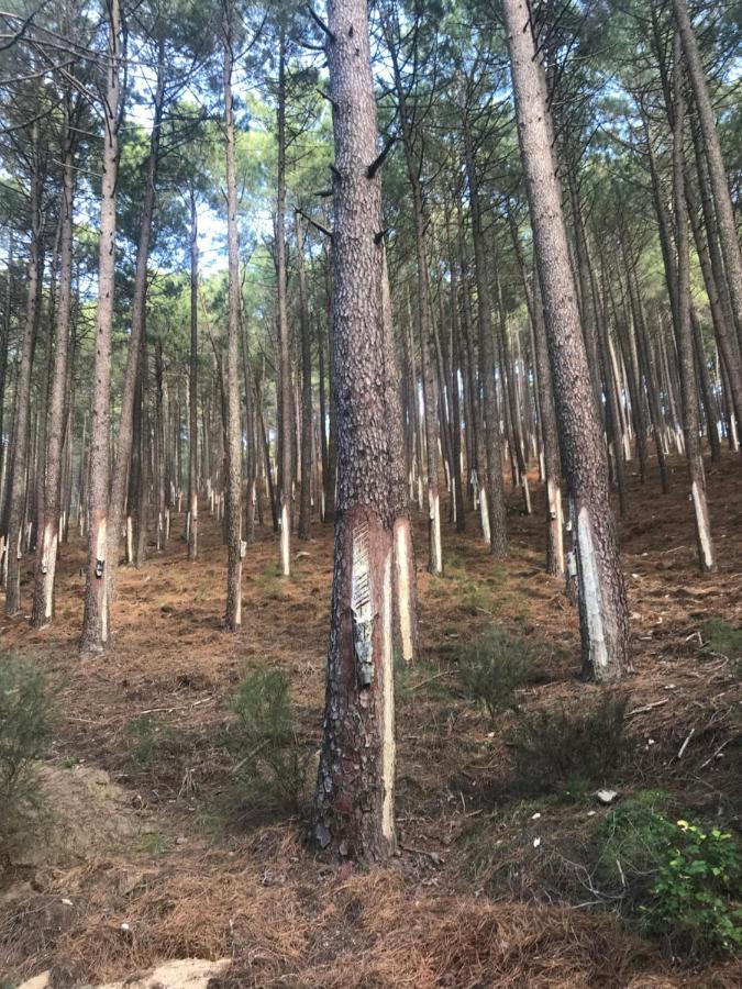 Posada Rural La Resinera ลา อดราดา ภายนอก รูปภาพ